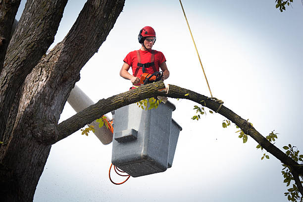 Best Tree Stump Removal  in Oglesby, IL